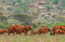 Day Tour Experience to Tsavo East National Park