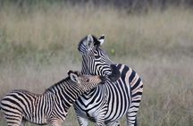 4 Days in Hide Safari Lodge Hwange National Park
