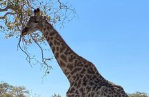 4 Days in Hide Safari Lodge Hwange National Park
