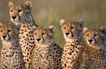 Day Tour Experience to Tsavo East National Park