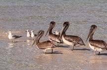 4 Hour Anna Maria Island Snorkeling and Sandbar Tour
