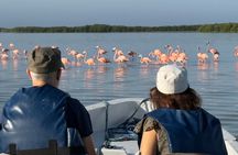 River Lizards and Las Coloradas - Flamencos and Crocodiles Safari plus
