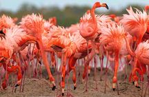 River Lizards and Las Coloradas - Flamencos and Crocodiles Safari plus