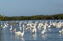River Lizards and Las Coloradas - Flamencos and Crocodiles Safari plus