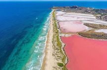 River Lizards and Las Coloradas - Flamencos and Crocodiles Safari plus