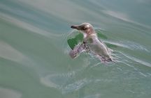 Awesome Bay of Islands Day Sailing Adventure
