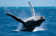 Punta Cana Whale Watching Adventure Tour | Half Day