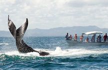 Punta Cana Whale Watching Adventure Tour | Half Day