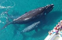 Punta Cana Whale Watching Adventure Tour | Half Day