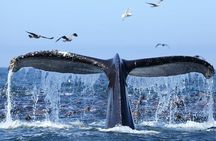 Humpback Whale Watching and Bacardi Island