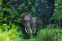 Ethical Elephant Sanctuary Experience with Hotel Pickup