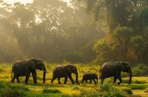 Ethical Elephant Sanctuary Experience with Hotel Pickup