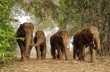 Ethical Elephant Sanctuary Experience with Hotel Pickup