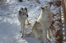 Wolfdog Sanctuary Half Day Tour from Calgary