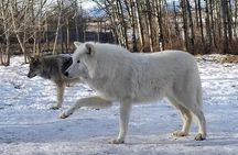 Wolfdog Sanctuary Half Day Tour from Calgary
