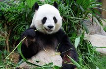 Chengdu Panda Base Tickets with Optional Private Tour Upgrade
