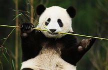 Private Chengdu Panda Half Day Tour Relaxed Pace