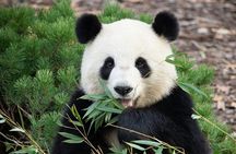 Private Chengdu Panda Half Day Tour Relaxed Pace