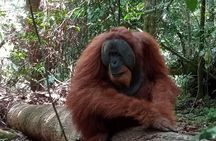 3-Day Jungle Trekking and Art Workshop in Bukit Lawang