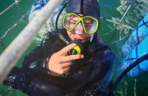 Gansbaai Shark Cage Diving with surface air available on request
