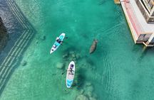 Peanut Island Sunrise Paddle Boarding Adventure