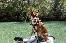 Pet Friendly Weeki Wachee Springs Guided Paddleboard Tour