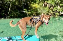 Pet Friendly Weeki Wachee Springs Guided Paddleboard Tour