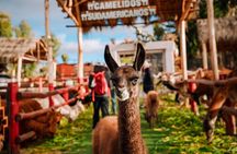 Sacred Valley Tour Pisac, Moray & Maras Salt Mines, Ollantaytambo