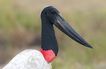 Palo Verde Birdwatching Tour