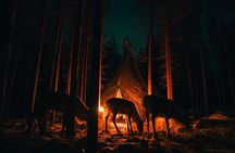 Ivalo: Aurora Hunting with Reindeer