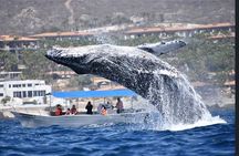 Whale Watching Cabo San Lucas