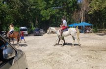 Horseback 'Ride N Swim' & Dunns River Falls from Montego Bay