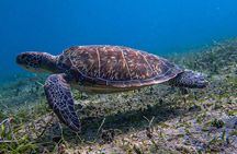 Shore Snorkeling
