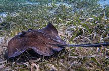 Shore Snorkeling