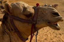 VIP Tour Pyramids of Giza Sphinx and Nile Felucca With Lunch