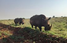 Private safari in Nairobi with elephants and giraffe centre