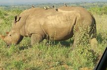 Private safari in Nairobi with elephants and giraffe centre