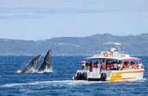 Samana Bay and Cayo Levantado Whale Watching Tour from Punta Cana