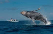 Samana Bay and Cayo Levantado Whale Watching Tour from Punta Cana
