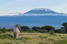 Amboseli National Park Tour Day Trip, Overnight or 2 Night Stay