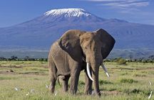 Amboseli National Park Tour Day Trip, Overnight or 2 Night Stay