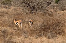 Amboseli National Park Tour Day Trip, Overnight or 2 Night Stay