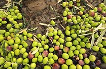 Olive Oil Tour: An experience to savor