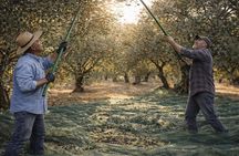 Olive Oil Tour: An experience to savor