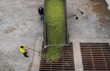 Olive Oil Tour: An experience to savor