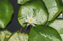 Skadar Lake Private Boat Tour and Discover the Montenegrin Venice