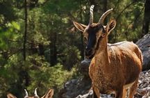 Chania: Samaria Gorge Private Experience–Full Day Adventure