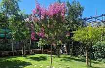 Sorrento Cooking Class: Cook with a Local Chef in a Meta Garden
