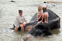 Sri Lanka Private Custom Tour with Driver | Sri Lankan Vibe Tours