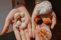 Destin Dolphin Watching and Shelling Tour